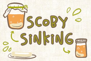 Sinking Kombucha SCOBY: Why, And What To Do