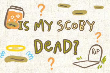 Is My SCOBY Dead? The Brewer's Quick Guide
