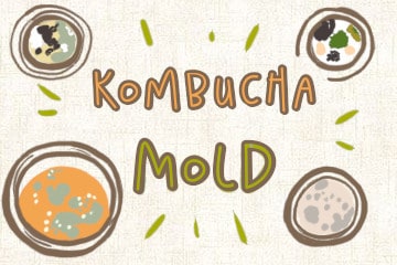 3 Things That Cause Mold on a Kombucha SCOBY – YEABUCHA