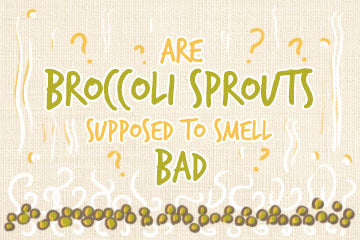 Are Broccoli Sprouts Supposed To Smell Bad? | For Growers And Buyers