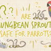 Are Mung Bean Sprouts Safe For Parrots? | A Quick Guide