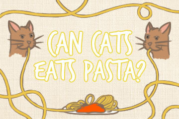 Can Cats Eat Pasta? A Feline's Guide