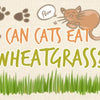 can_cats_eat_wheatgrass_illustration