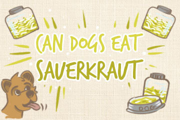 Can dogs shop have sauerkraut