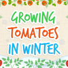 Growing Tomatoes In Winter