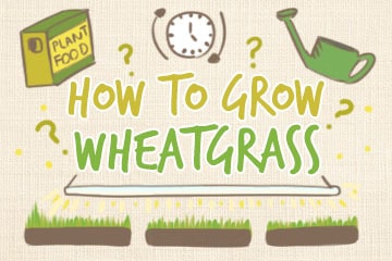 How To Grow Wheatgrass: The Complete Guide