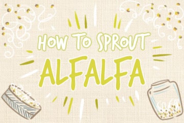 How To Sprout Alfalfa: The Complete Guide
