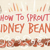 how_to_sprout_kidney_beans_illustration