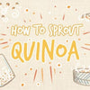 how_to_sprout_quinoa_illustration