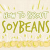 how_to_sprout_soybeans_illustration