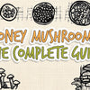 Honey Mushrooms: The Complete Guide