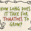 how_long_does_it_take_for_tomatoes_to_grow_illustrations