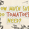 how_much_sun_do_tomatoes_need_illustration
