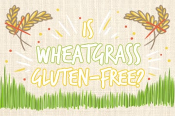 Is Wheatgrass Gluten-Free? The Celiacs Guide