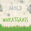 mold_and_wheatgrass_infographic