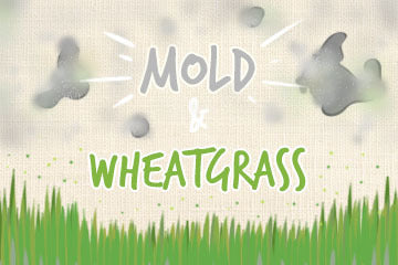 Mold And Wheatgrass: The Ultimate Guide – Grow Your Pantry