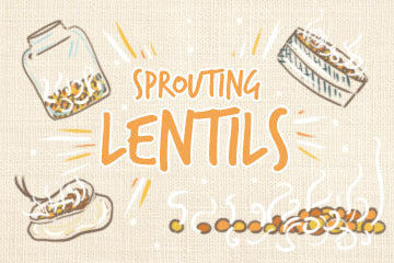 Sprouting Lentils: The Complete Guide For Growers