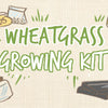 wheatgrass_growing_kit_infographic