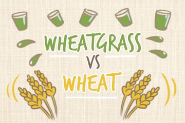 Wheatgrass Vs. Wheat: The Comparative Guide