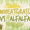 Wheatgrass Vs. Alfalfa