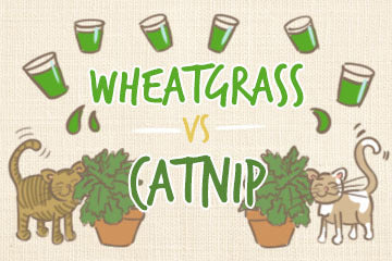 Wheatgrass Vs Catnip | The Cat's Guide